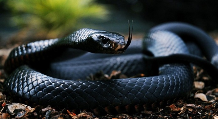 Giải mã số đề: Mơ thấy rắn đen cắn vào tay