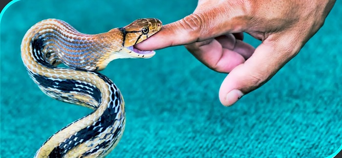 Mơ thấy rắn cắn vào tay: Dự đoán số đề và ý nghĩa