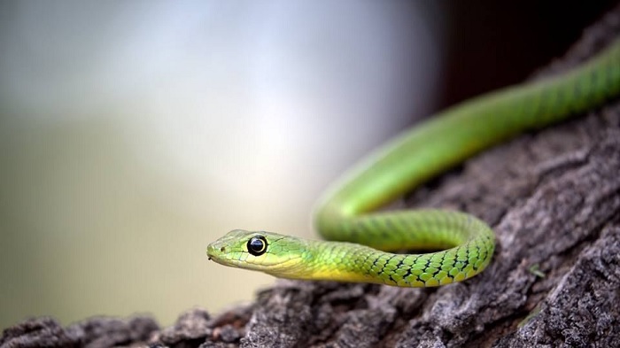Mơ thấy rắn cắn người thân: Điềm báo và số đề may mắn