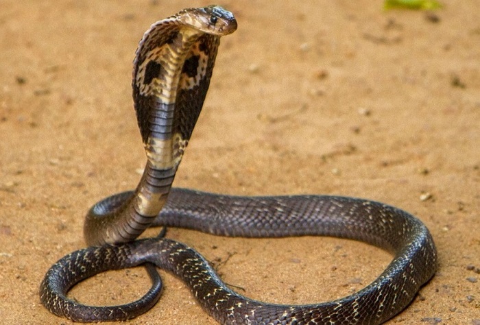 Nằm mơ thấy rắn cắn vào chân: Dự đoán và ý nghĩa